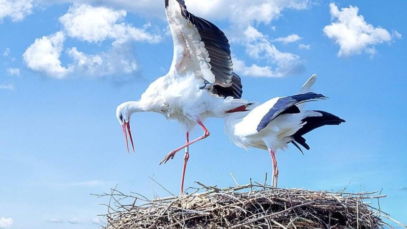 Ilustrační foto: Pixabay / CC0