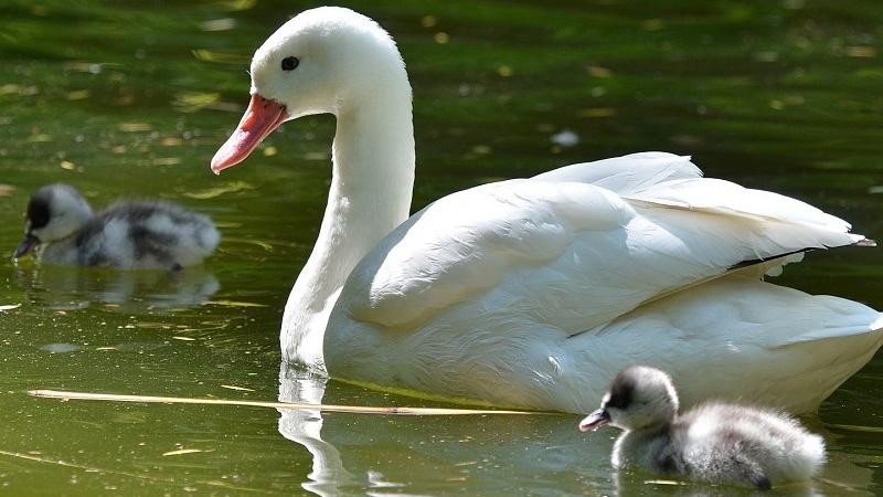 Foto: Zoo Děčín
