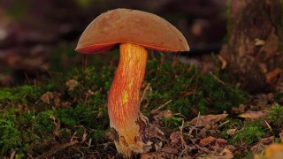 Ilustrační foto: Pixabay / CC0