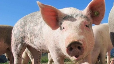 Týrání zvířat na Lounsku: Stovky prasat umíraly bez vody, chovatel čelí vážnému obvinění