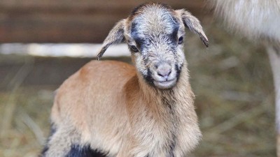 V zoo se na sv. Valentýna narodila ovečka. Dostala krásné zamilované jméno