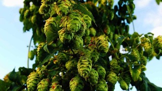 Ilustrační foto: Pixabay / CC0