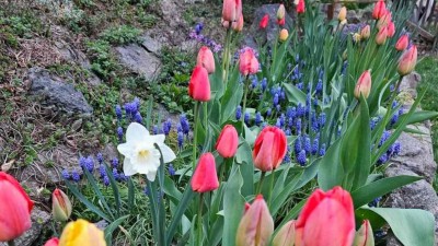 V&scaron;echno už vesele kvete, ale zvl&aacute;&scaron;tě nočn&iacute; mr&aacute;z dok&aacute;že pozlobit. Zahr&aacute;dk&aacute;ři se tak jako každ&yacute; rok ob&aacute;vaj&iacute;, že jim mraz&iacute;ky sp&aacute;l&iacute; to, co už nasadilo do květu. Ilustračn&iacute; foto: jip