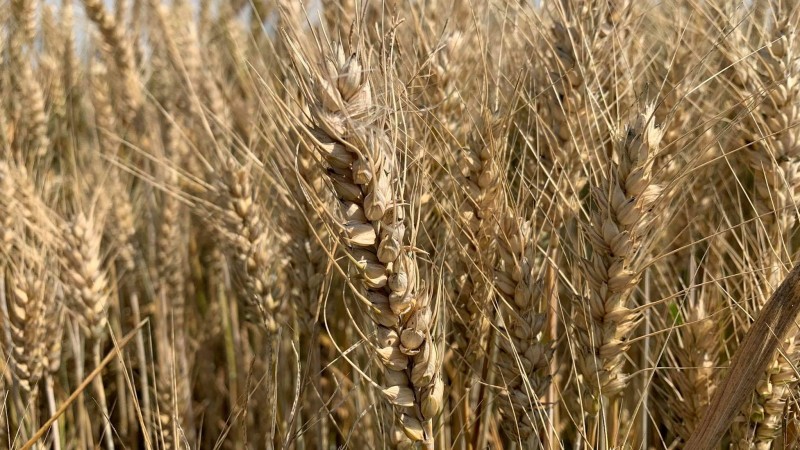 Pole pšenice. Foto: Jitka Fárová