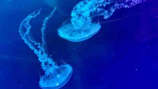 Komentované prohlídky budou i v medúzáriu. Foto: Jitka Fárová
