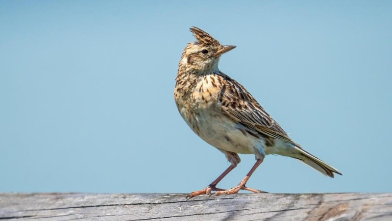 Poklad ukryt&yacute; v měs&iacute;čn&iacute; krajině: Proč jsou v&yacute;sypky na Mostecku pro př&iacute;rodu nenahraditeln&eacute;?