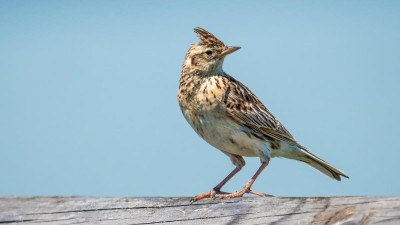 Poklad ukryt&yacute; v měs&iacute;čn&iacute; krajině: Proč jsou v&yacute;sypky na Mostecku pro př&iacute;rodu nenahraditeln&eacute;?