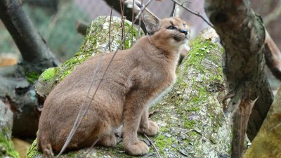 Foto: Zoo Děčín