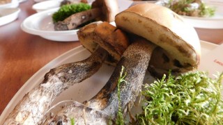 U Žatce houby nerostou. Přesto jich 34. podzimní výstava ukázala 120 druhů