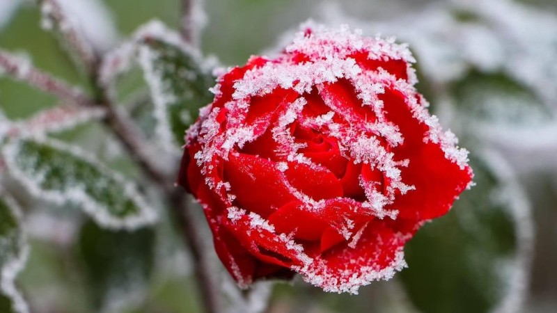 Ilustrační foto: Pixabay / CC0