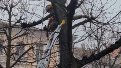 Louny zahajuj&iacute; dal&scaron;&iacute; etapu p&eacute;če o stromy