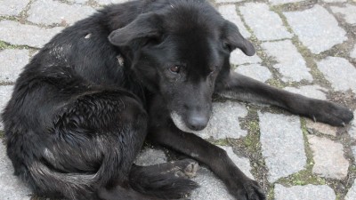 STALO SE: Někdo se zbavil starého psa, který nemohl chodit. Zvíře mělo ve střevech zeminu a odpadky