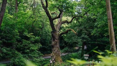 Stromem roku 2025 je Oldřichův dub z Peruce. Uspěl s tisíciletou legendou o Oldřichovi a Boženě