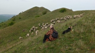 Kromě ovcí a koz pomáhá samozřejmě i spolupráce s místními hospodáři. Foto: Veronika Dočekalová