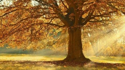 Máme za sebou nejteplejší 8. prosinec za posledních nejméně 250 let