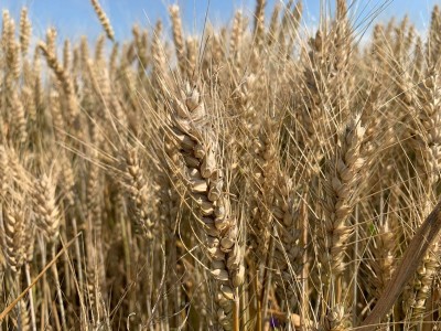 Extrémní sucho v některých oblastech Ústeckého kraje i letos ohrozilo úrodu