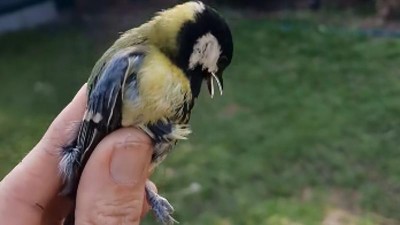 Život na jedn&eacute; noze: Neuvěřiteln&yacute; n&aacute;vrat s&yacute;korky, nad kterou mnoz&iacute; l&aacute;mali hůl