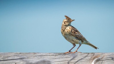 Kvůli zemědělským postupům mizejí ptáci z Evropy, varují ornitologové