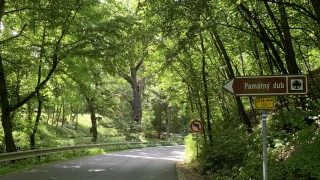 Oldřichův dub v Peruci patří mezi nejznámější stromy v Čechách, dokonce je zapsán na seznamu nejvýznamnějších stromů UNESCO