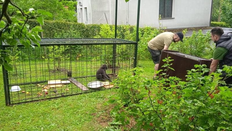 K odchycení makaků pomohli i lesníci, kteří chovatelům půjčili odchytové klece na prasata. Foto: Zoo Děčín
