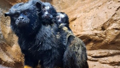 Táta roku! Tamaríní samec se v děčínské zoo stará o dvojčata. Matce je předává pouze na kojení