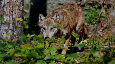 Děčínská zoo má opět vlky. Foto: ZOO Děčín