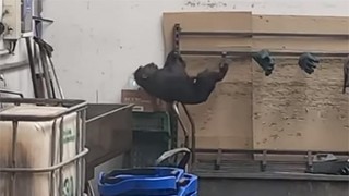 Kamera zachytila odchyt makaka. Foto: Zoo Děčín