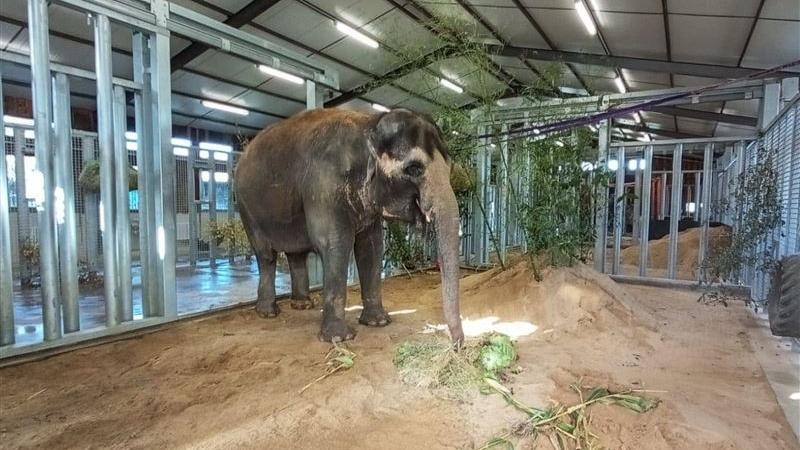 Ve dnech 23. a 24. 8. 2022 proběhl dlouho plánovaný transport slonice Delhi do francouzského zařízení Elephant Haven – European Elephant Sanctuary (EHEES). Foto: Jan Javůrek