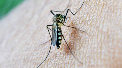 Pozor na komáry! Zvyšuje se jejich aktivita, varují meteorologové