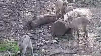 VIDEO: V chomutovském zooparku je veselo! Mláďata už dovádí i ve výběhu kozorožců