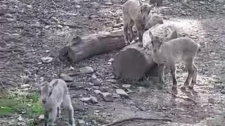 Reprofoto video: Zoopark / Petra Zálešáková