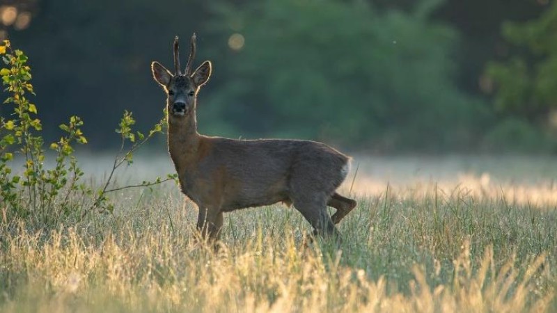 Ilustračn&iacute; sn&iacute;mek. Zdroj: Pixabay / CC0