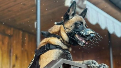 Policistům pom&aacute;haj&iacute; v ter&eacute;nu tak&eacute; služebn&iacute; psi. Foto: Policie ČR