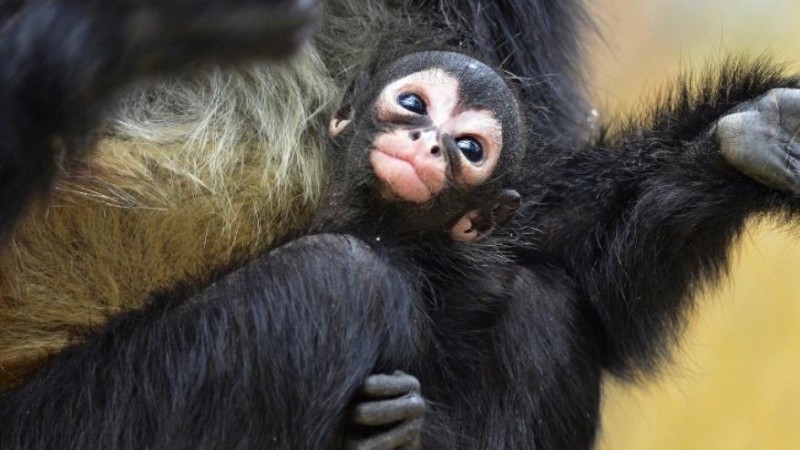 Foto: Zoo Děčín