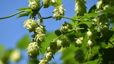 Ilustrační foto: Pixabay / CC0