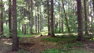 Podbořany po 12 letech převzaly lesy kolem vrchu Rubín. Město tam chce v budoucnu vybudovat přírodní lesopark