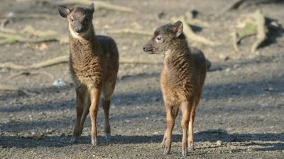 Jarn&iacute; novinky v zoo: Děč&iacute;n slav&iacute; vz&aacute;cn&aacute; dvojčata, Chomutov a &Uacute;st&iacute; vzd&aacute;vaj&iacute; hold medvědům