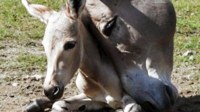 Velký úspěch v ústecké zoo! Pochlubila se odchovem kriticky ohroženého kopytníka