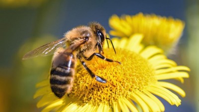 Rekultivace jsou pro včely ideálním místem. Úly budou i na pozemcích elektrárny