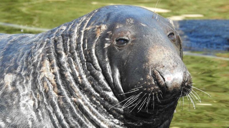 Smutná zpráva ze Zooparku. Jednačtyřicetiletý tuleň Kašek již návštěvníky svým veselým plácáním do břicha nepobaví