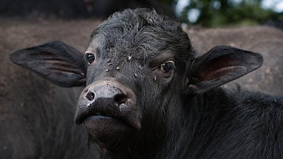 V chomutovském zooparku se radují z dalšího buvolího mláděte. Narodil se býček Merlin