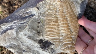Trilobit z Naučné stezky Po stopách trilobita. Foto: Jitka Fárová