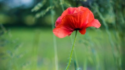 Připněte si vlčí mák. Koupí symbolu podpoříte válečné veterány a jejich rodiny v nouzi