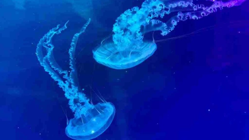 Mezi soutěžícími určitě nebude chybět medúzárium chomutovského zooparku. Foto: Jitka Fárová