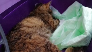 Kočička zachráněná z koše před odjezdem k veterinářce. Foto: Útulek Jimlín