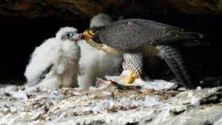 Sokol stěhovavý s mláďaty na skalním hnízdě. Foto: NP České Švýcarsko