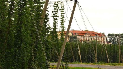 Pěstitelé loni sklidili 6494 tun chmele, úroda byla průměrná