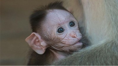 V Zoo v Ústí nad Labem mají nový přírůstek! Narodilo se tu mládě makaka kápového