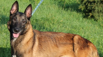 STALO SE: Dva zubožení psi ze Slovenska se objevili na Teplicku. Nyní se zotavují v útulku v Jimlíně