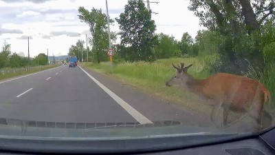 VIDEO: Kamera nahrála jelena, který vyskočil z trávy rovnou do projíždějícího auta
